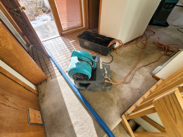 Best Water damage cleanup near me  in Jellico, TN